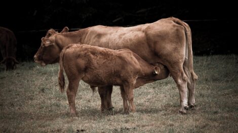 Reprodukcija, pieno ukis, zemes ukio naujienos