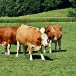 NMA parama, pieno ukis, zemes ukio naujienos