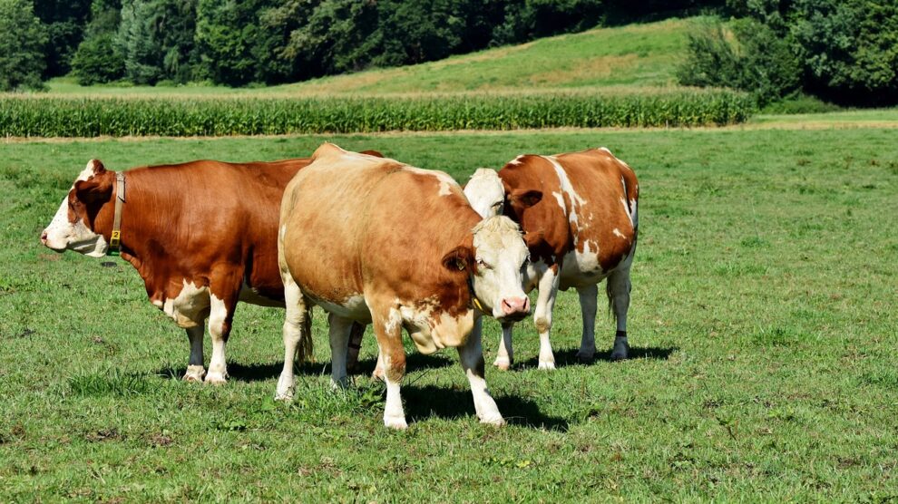 NMA parama, pieno ukis, zemes ukio naujienos