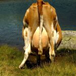 Reprodukcija, pieno ukis, zemes ukio naujienos