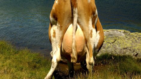 Reprodukcija, pieno ukis, zemes ukio naujienos