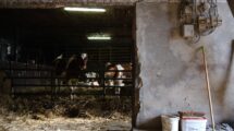 NMA parama, žemės ūkio naujienos, pieno ukis