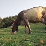 Pieno sektorius trumpai: išmokų avansai, žemė ir „Fonterra“ taisyklės