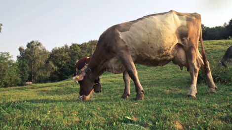Pieno sektorius trumpai: išmokų avansai, žemė ir „Fonterra“ taisyklės