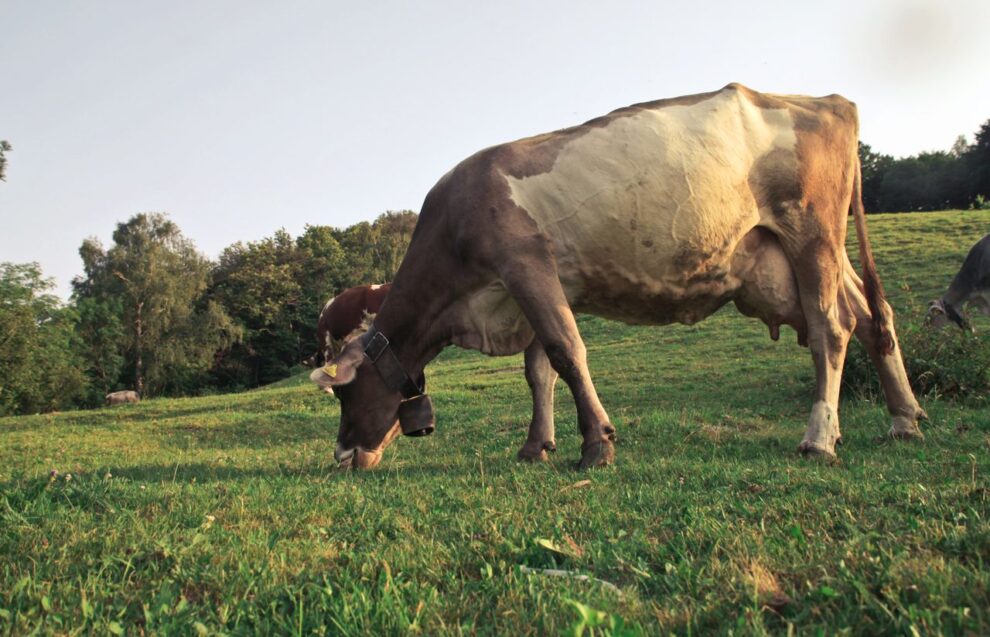 Pieno sektorius trumpai: išmokų avansai, žemė ir „Fonterra“ taisyklės