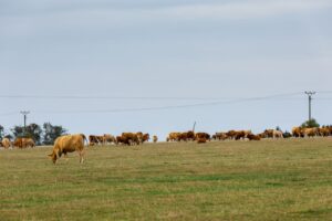 Holšteinų karvės ir genominio funkcinio ilgaamžiškumo tyrimas